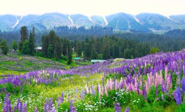 kashmir honeymoon tour package, kashmir honeymoon tour packages from Srinagar, kashmir tour package,