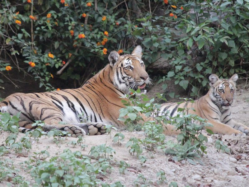 Rajaji National Park Haridwar 2